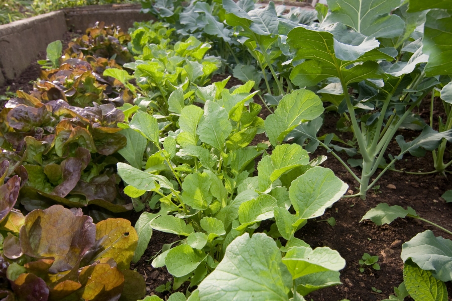 Bohnen, Radieschen, Salat, Zwiebeln usw. immer frisch aus dem Garten von Mai bis September.