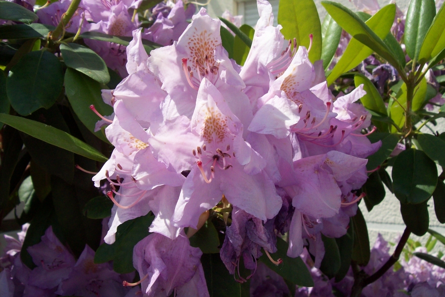 Blühfaule Azaleen und Rhododendren: Daran könnte es liegen ...