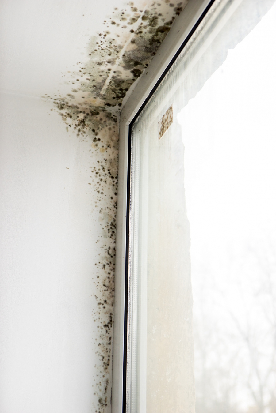 In vielen Wohnungen schimmelt es an den Wänden, vor allem in den Bädern, den Küchen usw. Wie kann man das verhindern?