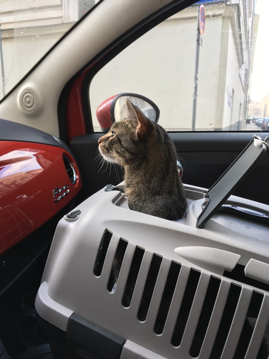 Es ist wichtig, Katzen rechtzeitig an den Transportkorb wie auch ans Autofahren zu gewöhnen. Das ist gar nicht so schwer. 