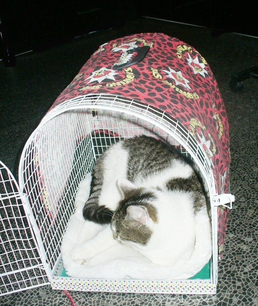 Meine Katzen habe ich von Anfang an an den Transportkorb gewöhnt:  Er stand immer mal wieder im Zimmer und war Bestandteil der “Katzenmöbel”, wurde gerne auch mal zum Schlafen angenommen oder einfach nur zum “Nachdenken und Dösen”.