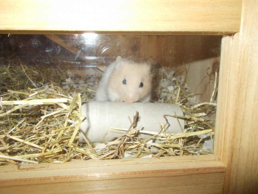 Wenn man Nager zu Hause hat, wollen diese immer wieder neu beschäftigt werden. Hier spielt ein kleiner Hamster mit einer mit Heu und Futter gefüllten Klopapierrolle.
