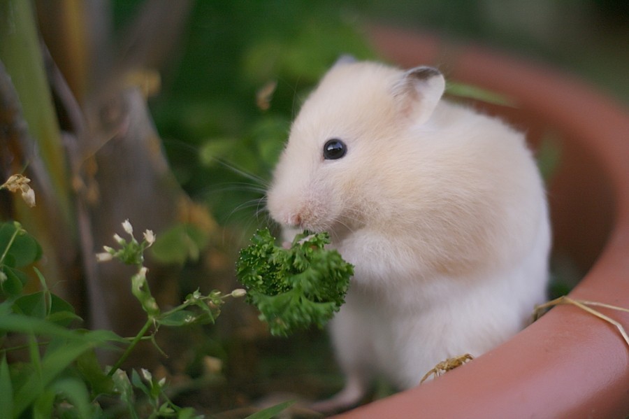 Du möchtest deinem Hamster ein Abwechslung im Käfig und auf dem Speiseplan verschaffen? Dann stelle ihm geeignetes frisches Grün in sein Zuhause.