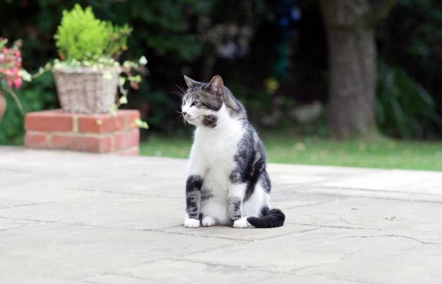 Katzen aus der Umgebung verwenden die Terrasse als Katzenklo und alle guten Tipps helfen nicht, das zu verhindern? Dieser Ratschlag hält die Katzen fern.