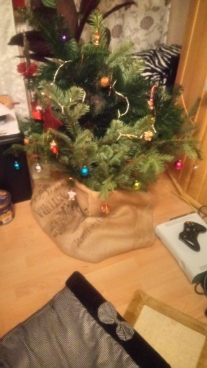 Wenn der Geldbeutel an Weihnachten zu schmal ist - kostenloser Weihnachtsbaum aus Tannenzweigen.