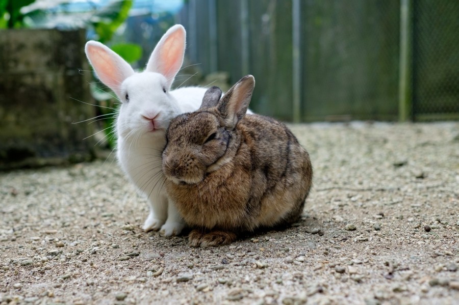 Es könnte ein Weilchen dauern, (höchstens eine Stunde) bis sie Zuneigung zeigen, aber wenn sie das tun, können Sie sich sicher sein, dass kein Kampf entsteht, Sie können die Kaninchen nun in den Stall oder in den Wohnbereich der Kaninchen bringen.