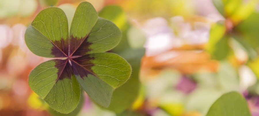 Das vierblättrige Kleeblatt gehört zu den ältesten Glückssymbolen überhaupt. Bei unserem heimischen Klee (Trifolium) bringt nur eine äußerst seltene Mutation Exemplare mit vier Blättern hervor.
