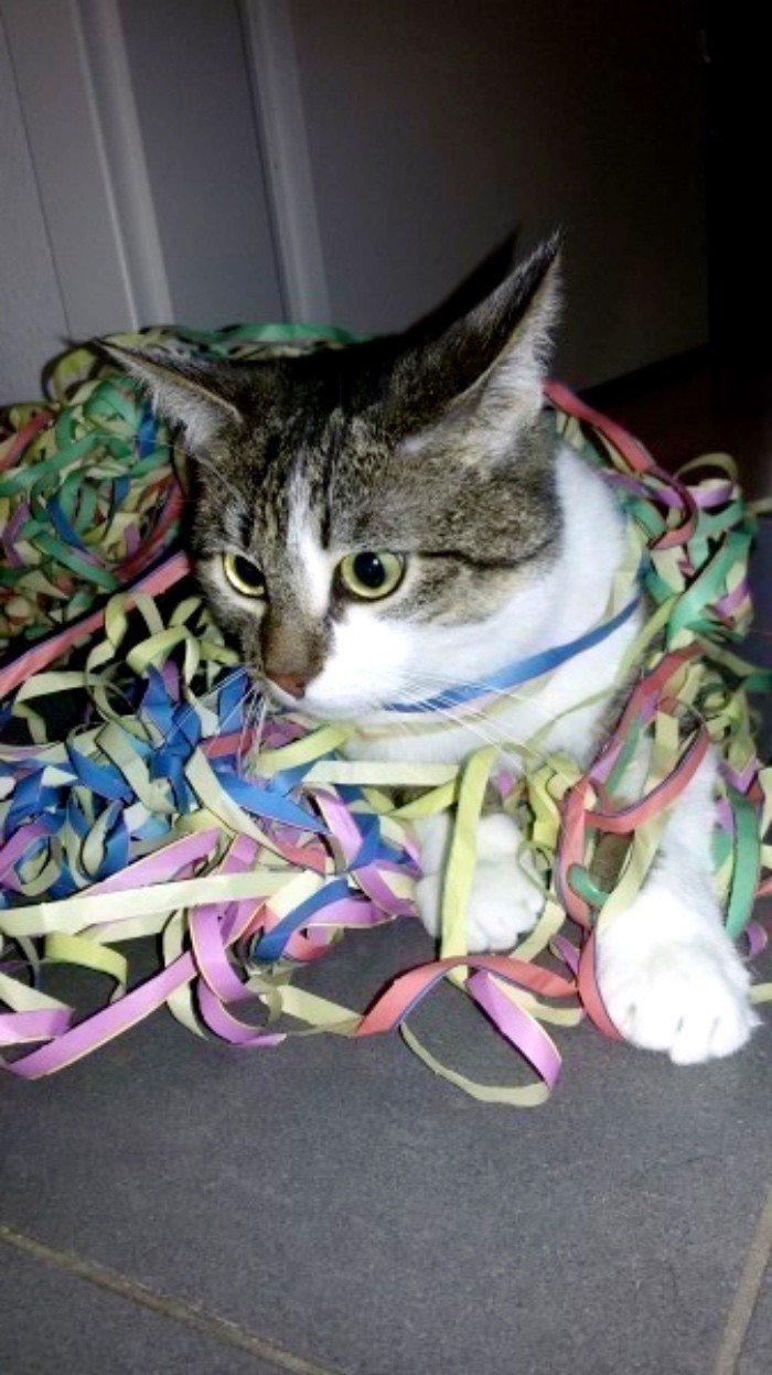 Wohnungskatzen wollen beschäftigt werden: Ich kaufe immer vergünstigt Papierluftschlangen für die Katzen, es macht ihnen Spaß, damit zu spielen.