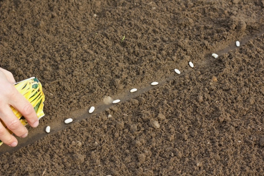 Trotzdem der Boden ab dem 15. Mai frostsicher gilt, kann man Strauchbohnensaatgut schon am 15. April säen. Welchen Vorteil das hat, erfährst du in diesem Tipp.
