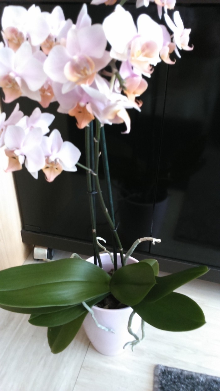 Wer folgende Tipps bei der Pflege von Orchideen beherzigt, kann sich immer wieder an neuen Trieben und vielleicht sogar Ablegern erfreuen.