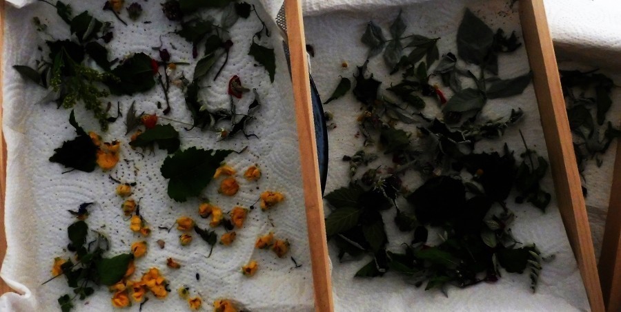 Blüten und Blätter für Tee sammeln: Wichtig dabei ist, dass man weiß, welche Pflanzen essbar sind. Im Zweifelsfall immer die Pflanze stehen lassen.