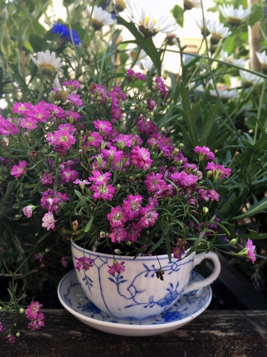 Alte Teetassen kann man hervorragend als kleine Blumentöpfe für den Balkon weiterverwenden.