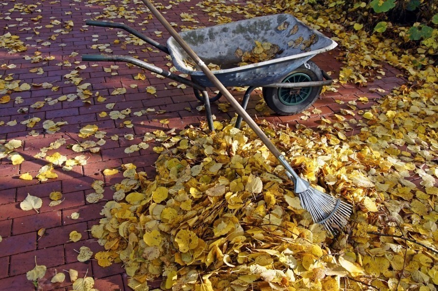 Herbstlaub leichter entfernen: Ich tausche dafür die erforderlichen Gartengeräte wie Straßenbesen und (Fächer)Harke, d. h. ich harke die Pflasterflächen ab und fege den Rasen.