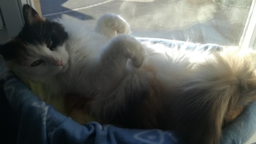 Entspannen: Kein ich muss noch dies und das. Schaut euch unsere Katze Bubu an ... Ja, genau so! Sozusagen Meditation für Einsteiger.