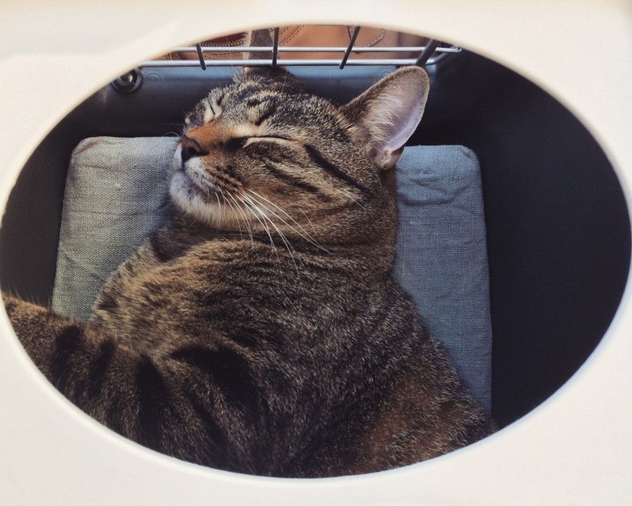 Selbst gemachtes rutschfestes Kissen für den Katzen-Transportkorb: Unsere Katzen sind begeistert und fahren in ihrem Korb sogar gerne Auto. 