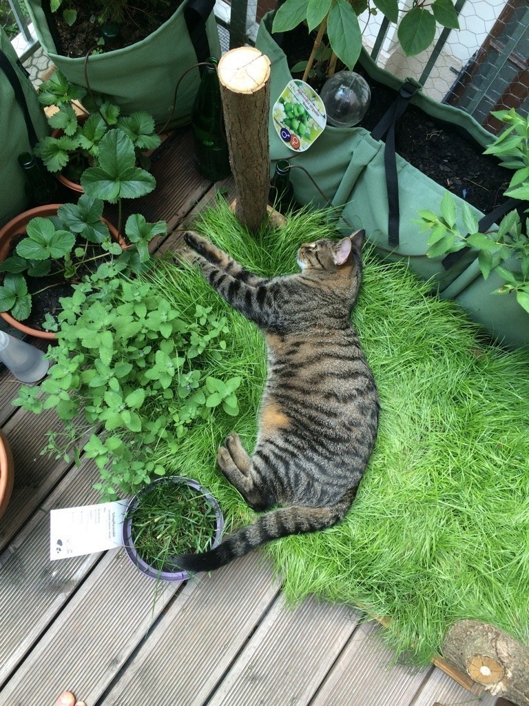 Diese Kiste steht bei uns mittlerweile mehrere Jahre und wird jedes Jahr neu mit frischem Gras bepflanzt. In eine Ecke pflanzen wir gerne auch Katzenminze, die lieben sie auch. 