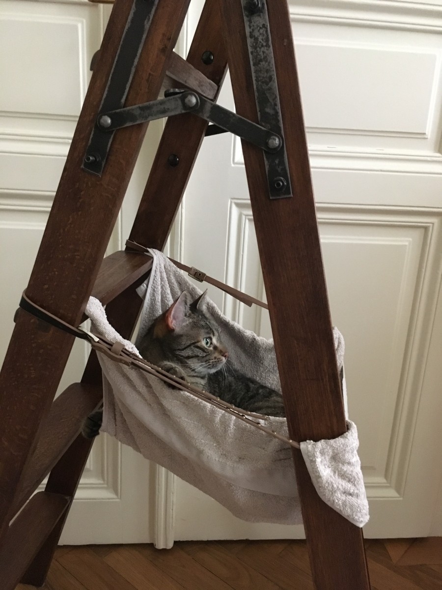 Seit die Hängematte angebracht ist, ist die Katze immer dort zu finden, wo die Leiter gerade steht.