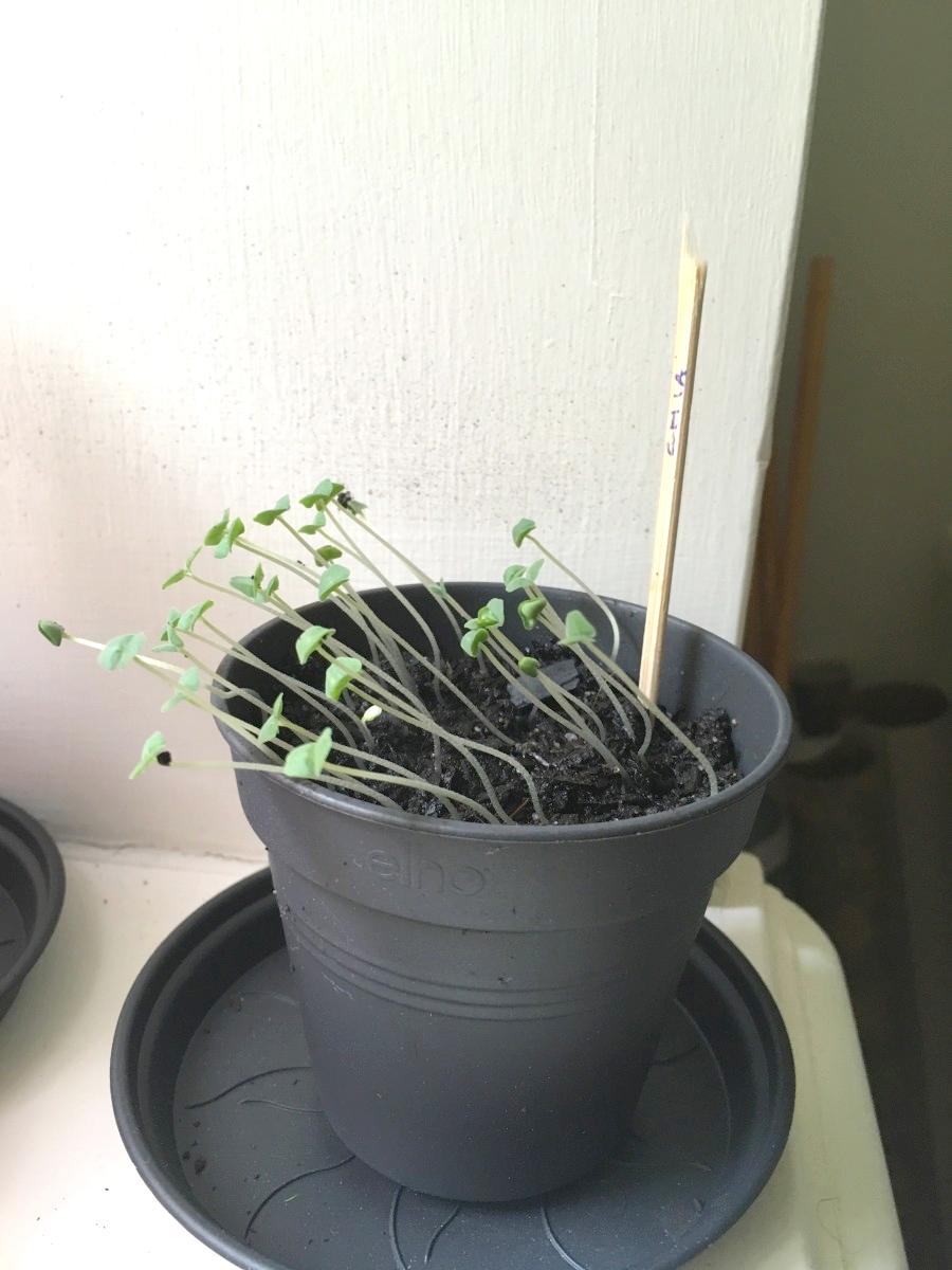 Sehr leicht lässt sich auch die Chia-Pflanze aus den Samen ziehen. Die besteZeit dafür ist das Frühjahr, denn sie ist einjährig und kann im Herbst geerntet werden .