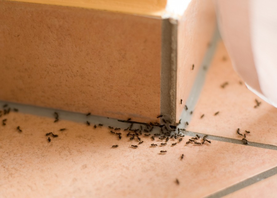 Wie kann man einfach und auf natürliche Weise verhindern, dass Ameisen ins Haus kommen? Hier mehr erfahren.