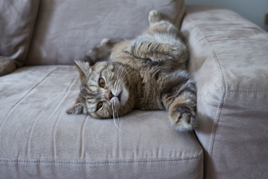 Katzenpipi und der unangenehme Geruch davon lassen sich super mit einem elektrischen Teppichreiniger beseitigen, den man für 15 €  am Tag ausleihen kann.