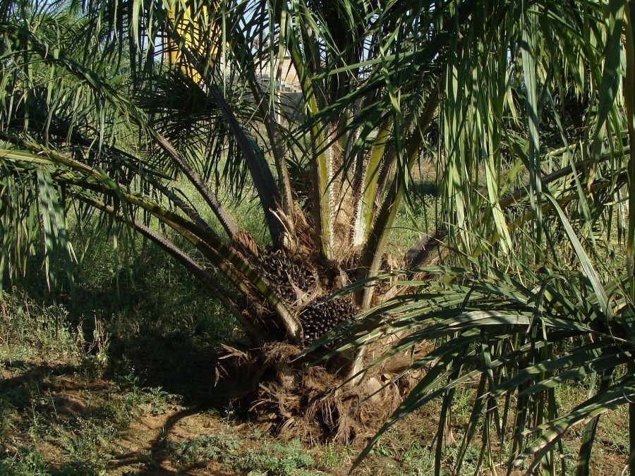 Wenn Palmöl bewusst konsumiert wird, kann die Ölpalme nachhaltig und umweltfreundlich angebaut werden.