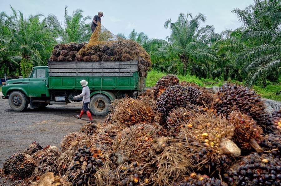 Palmöl ist das meistverwendete Pflanzenfett der Welt und die Nachfrage steigt immer weiter an.