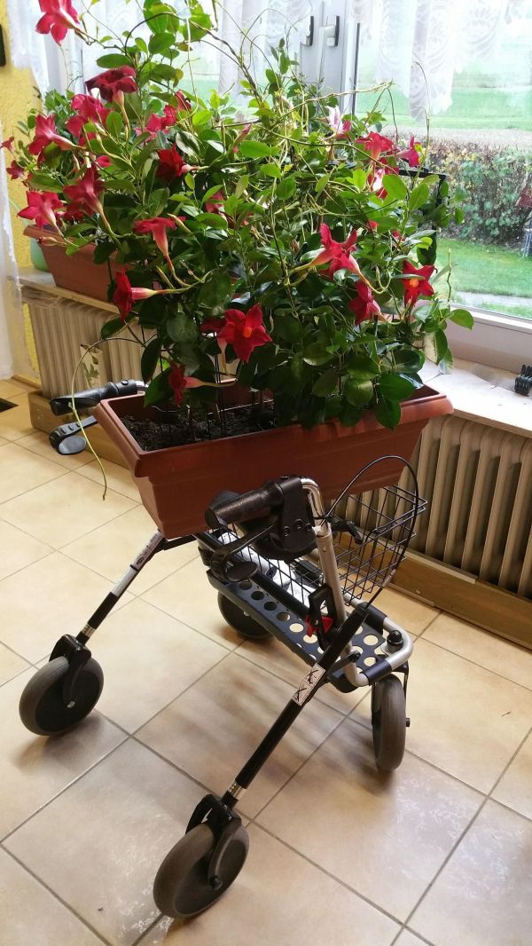 Der Rollator Als Hilfreicher Begleiter Im Alltag Frag Mutti