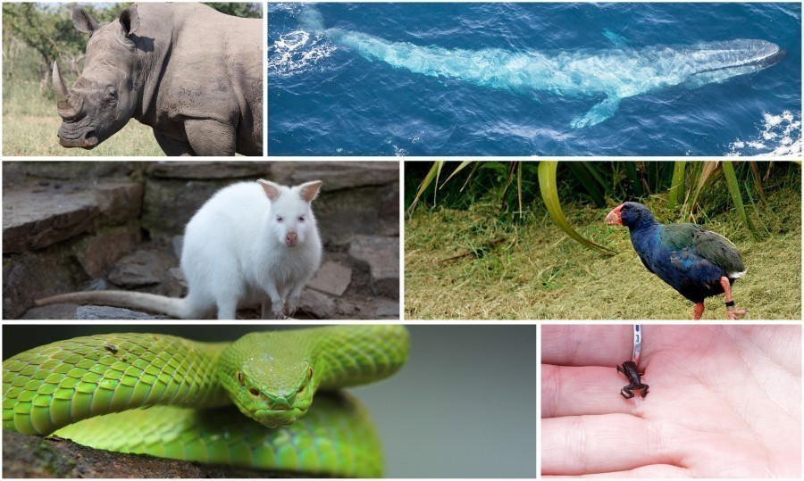 Ob gigantisch groß oder winzig klein, neu entdeckt oder wieder aufgetaucht: Diese 6 Tiere sind wirklich faszinierend.