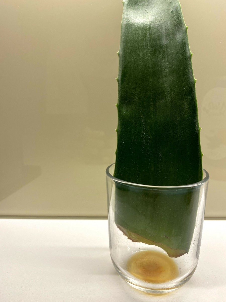 Das Aloe Vera Blatt richtig ernten, und eine halbe Stunde vertikal in einem Glas ruhen lassen, damit der Schnitt-Saft ablaufen kann.
