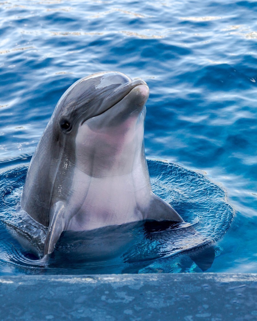 Neben den Menschen gibt es nur ein anderes Lebewesen, dass individuelle Namen für die Artgenossen hat: Delfine. Die Namen setzen sich dabei aus einer Abfolge von Pfeiftönen zusammen. 