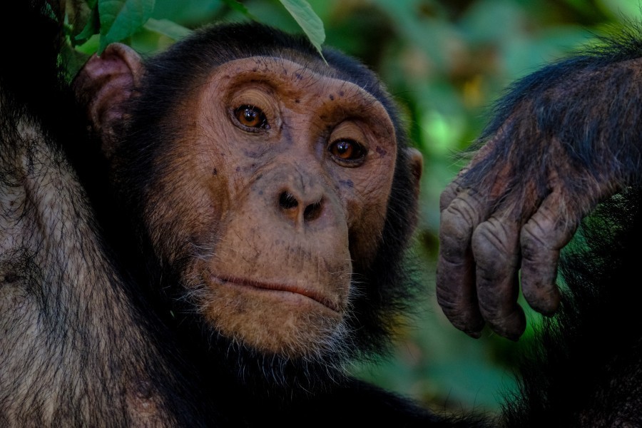 Bonobos, Orang Utans, Schimpansen und Gorillas zählen zu den Menschenaffen und sind – wie der Name schon sagt – mit Menschen eng verwandt. 