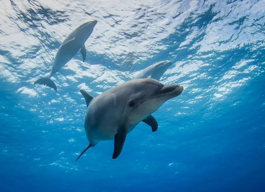 Es gibt zwar Süßwasserdelfine, aber die Delfine aus dem Meer könnten im Süßwasser nicht überleben.