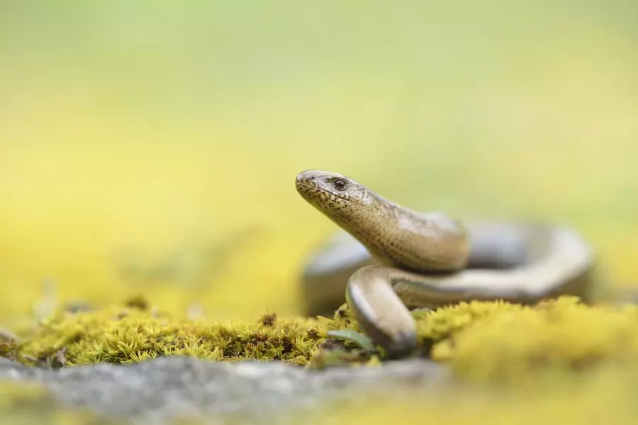 Die Blindschleiche sieht zwar aus wie eine Schlange, ist aber eine Echse. Sie kann ihren Schwanz abwerfen und besitzt bewegliche Augenlider.