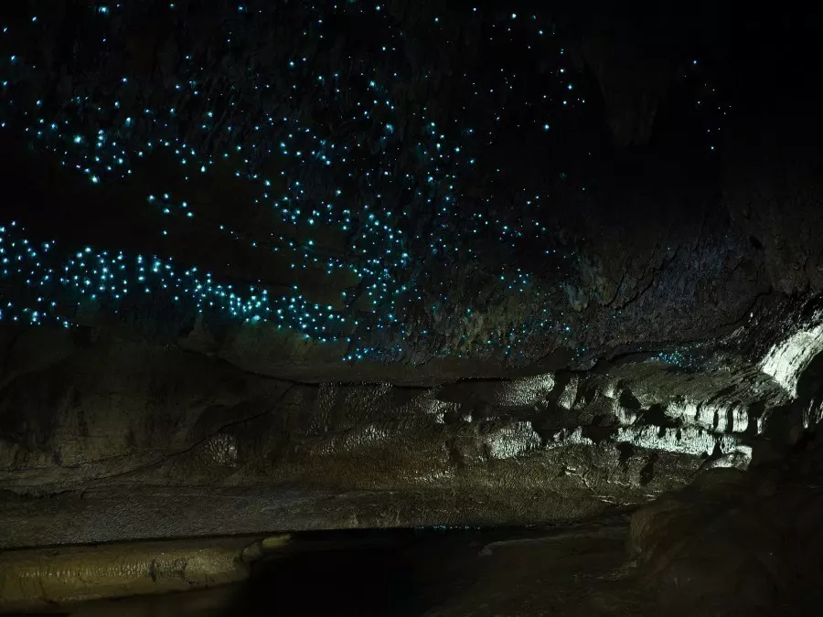 Echte Glühwürmchen gibt es in Neuseeland und Australien. Sie siedeln sich in Höhlen über dem Gewässerverlauf an. In Deutschland gibt es nur Glühkäfer.