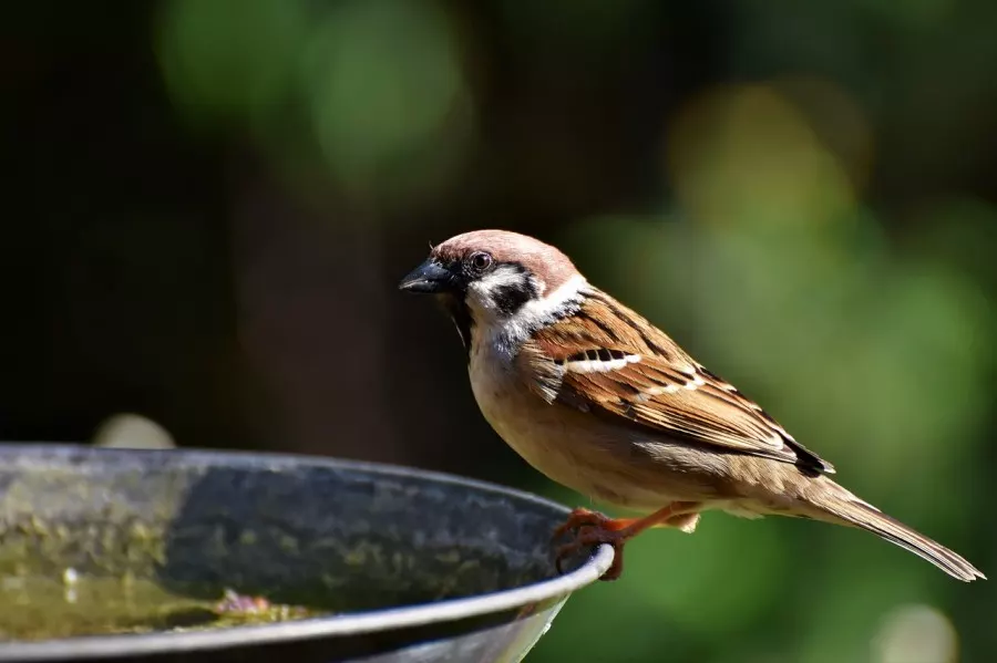 Auch für die Vögel wird es im Sommer schwierig, an Flüssigkeit zu kommen, wenn mögliche Wasserstellen ausgetrocknet sind. Ganz wichtig beim Aufstellen einer Vogeltränke: Sie muss täglich gereinigt werden.