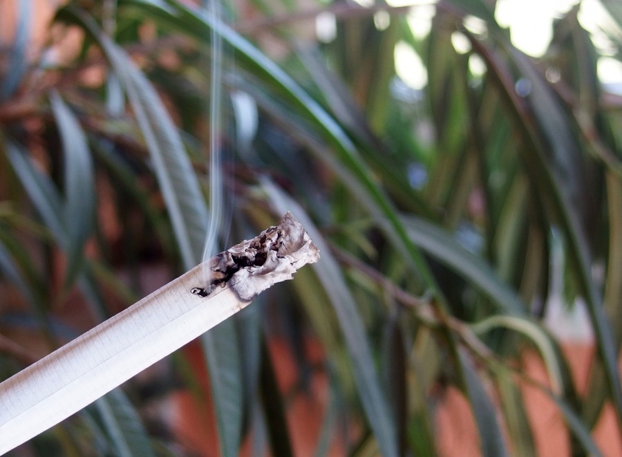Geniale Methode gegen Blatt- und Schildläuse: Die Pflanze in einen Plastiksack stellen, den Sack oben zuhalten und in die Öffnung Zigarrenrauch pusten. Anschließend den Sack verschließen und die Pflanze ein paar Stunden in diesem Zigaretten-Nebel lassen.