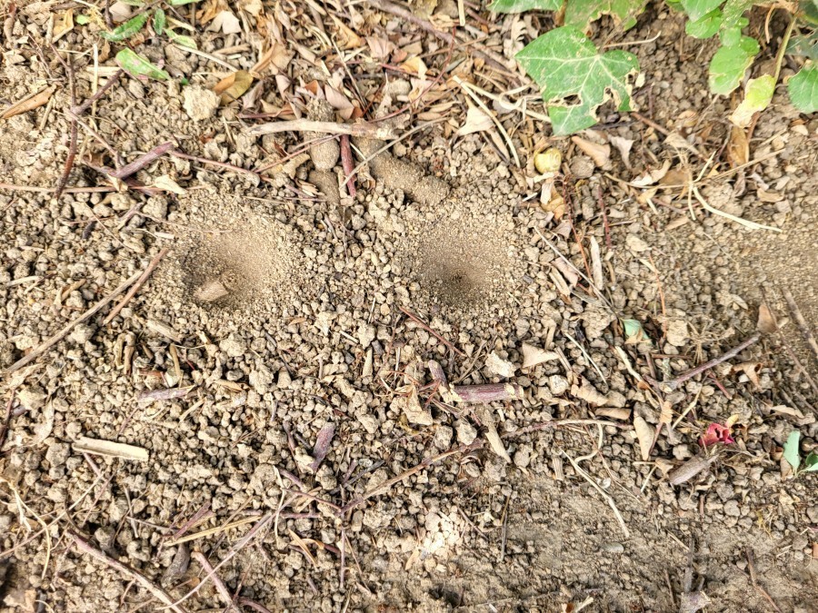 Letztes Jahr habe ich im Sommer unter einer schattigen Hecke kleine Trichter entdeckt, siehe Foto. Durch googeln stellten wir fest, dass es sich um Ameisenlöwen handelt.
Meine Enkel haben diese mit Ameisen gefüttert und alle waren fasziniert.
Es gibt also auch Löwen im Naturgarten.
