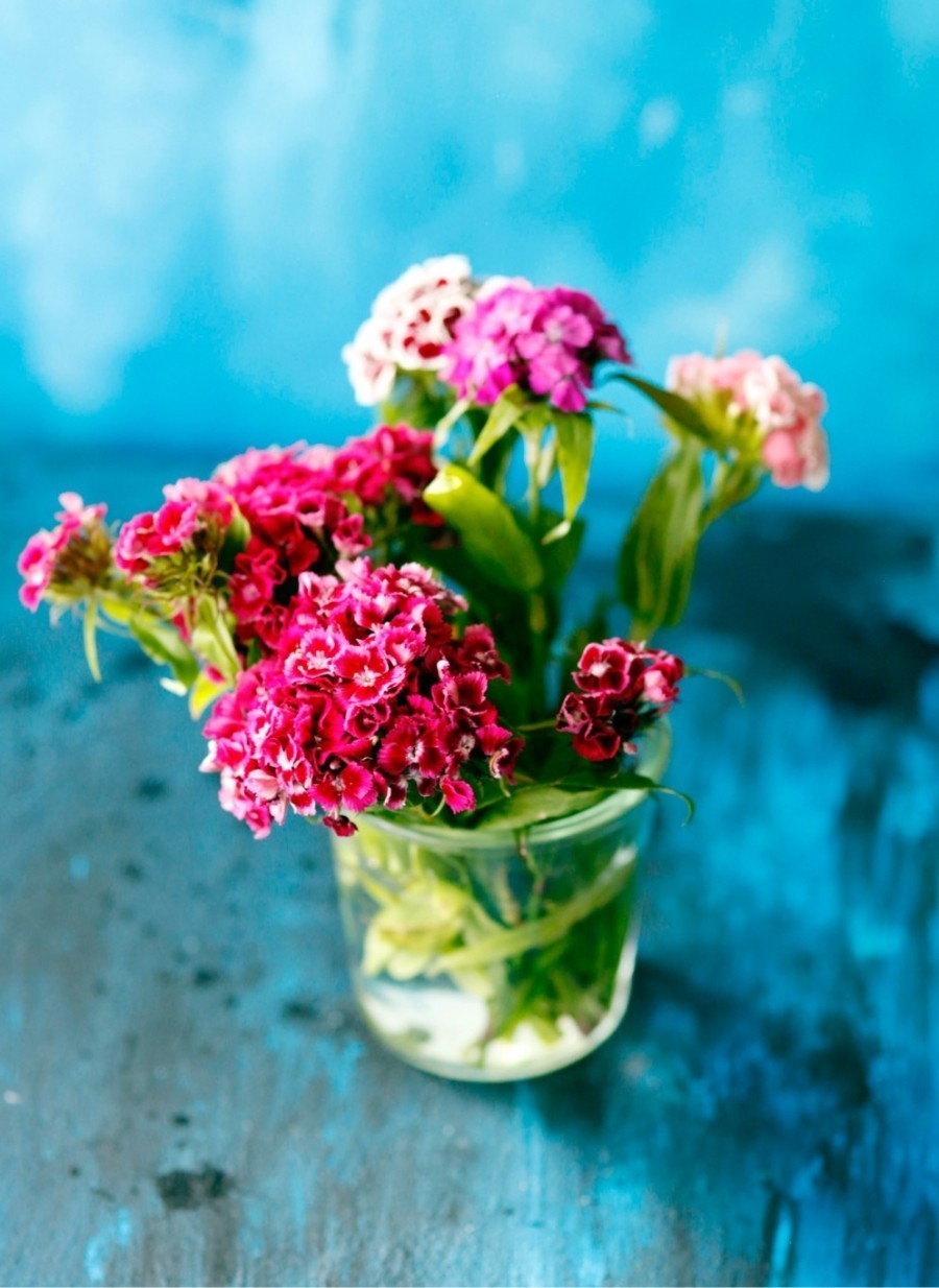 Einfach ein Schnapsglas voll Wodka, Korn, Obstler, Williams ins Blumenwasser geben und die Blumen halten definitiv länger frisch!
