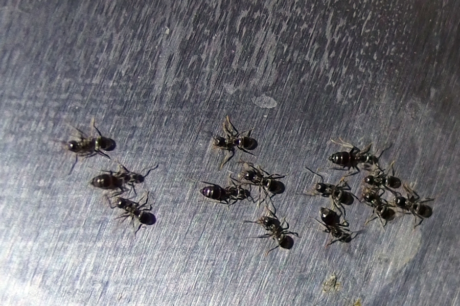 Ameisen mithilfe von Teebaumöl aus Haus und Wohnung fernhalten.