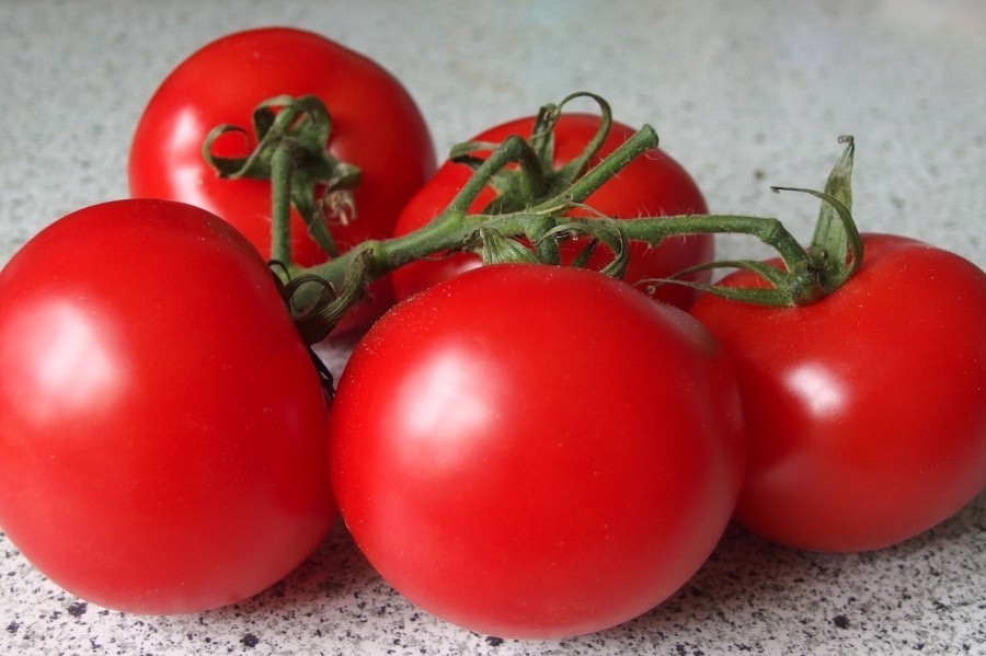 Richtiges Aufbewahren und Lagern von Tomaten.