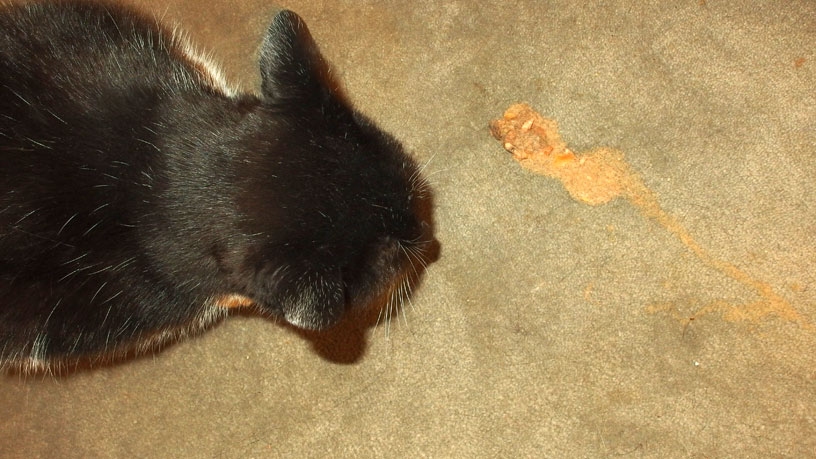 Mit Rasierschaum kann man Erbrochenes von Katzen auf dem Teppich entfernen