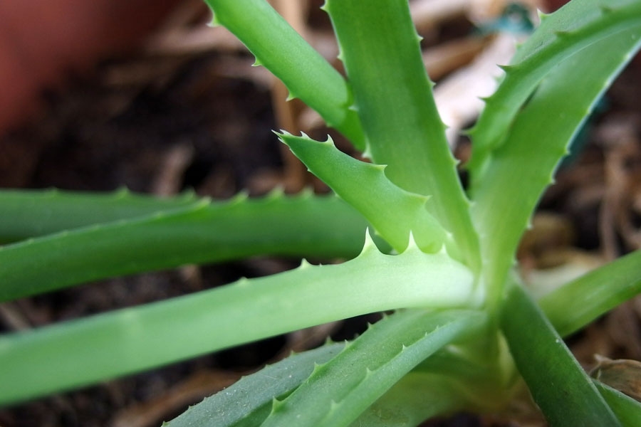 Der Saft einer Aloe Vera Pflanze ist eine günstige Hausapotheke.