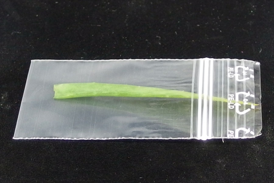 Eingefrorene Aloe Vera Blätter als Hautcreme verwenden.