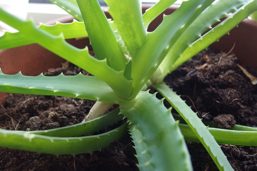Saft einer Aloe Pflanze lindert den Hustenreiz und lässt die Reizung im Hals abklingen.