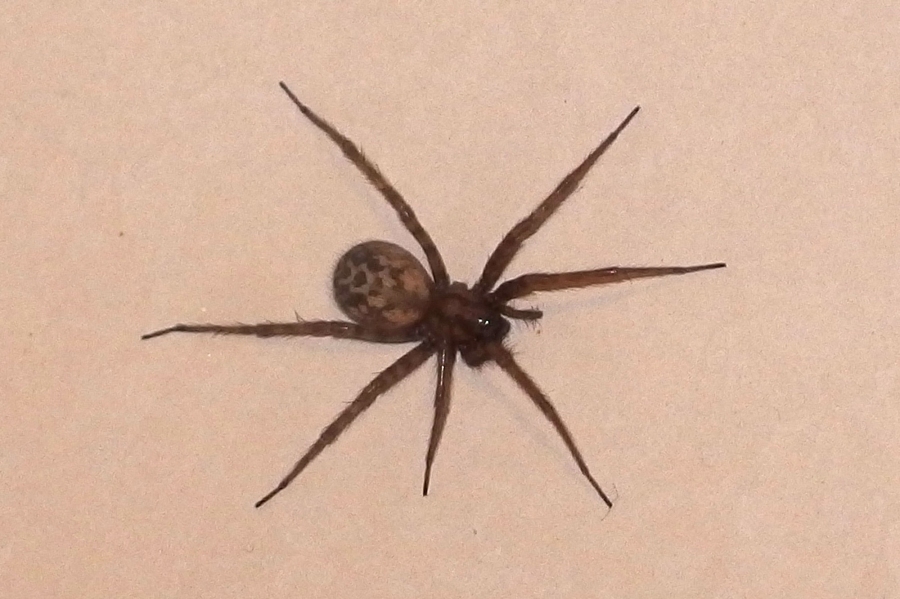 Was tun, wenn man eine Spinnenphobie hat, die dicke Spinne aber direkt vor einem sitzt?