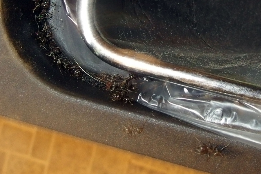 Da Ameisen Kreide meiden, kann man sie mit einem Kreidestrich zurückhalten.