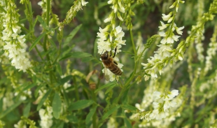 Bei einem Bienen- oder Wespenstich hilft die Einnahme von Kalzium, dieses neutralisiert das Gift im Körper.