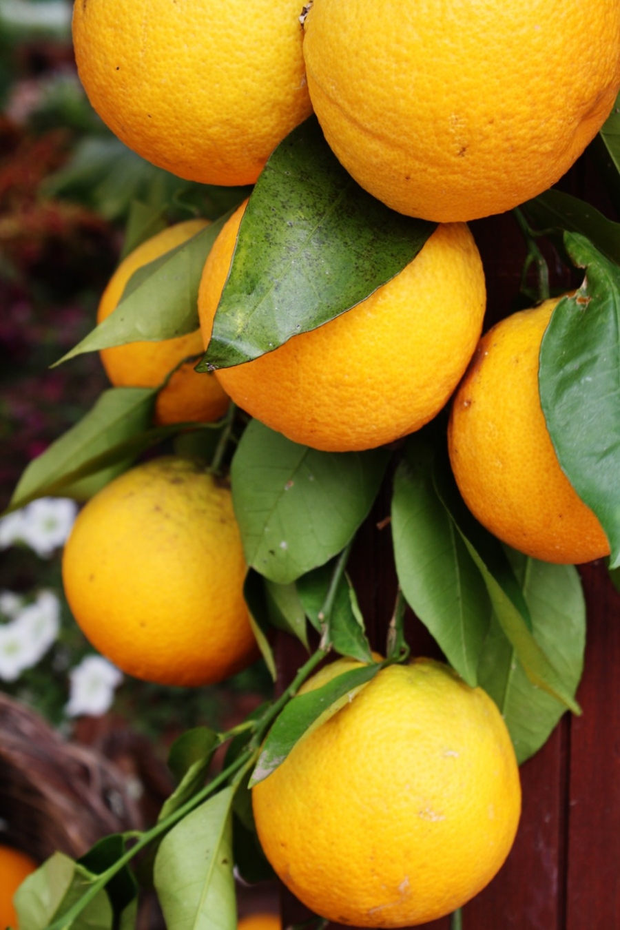 Regelmäßiges Putzen mit Orangenreiniger hilft gegen Silberfischchen. Diese mögen den Geruch von Orangen nicht.