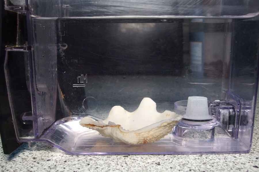 Gegen Kalk in der Kaffeemaschine: Einfach eine Muschel in den Wassertank legen.