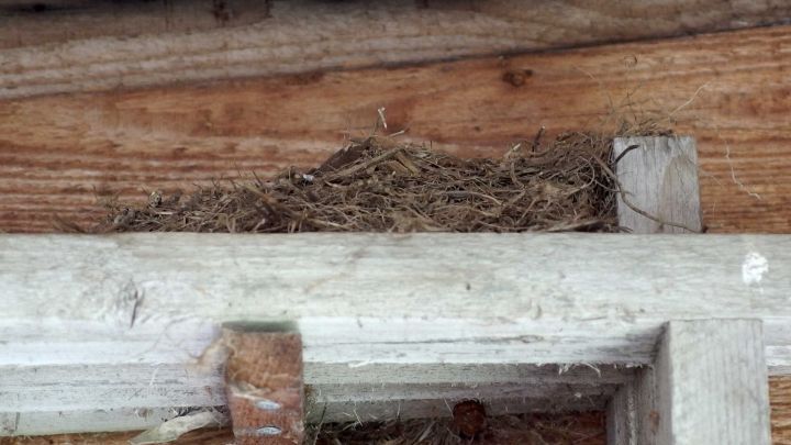 Lange Alufolien-Streifen unter dem Dachvorsprung halten kommende Vögel ab!